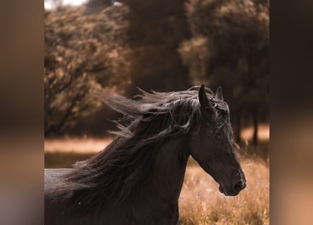 Fries paard, Merrie, 4 Jaar, 164 cm, Zwart