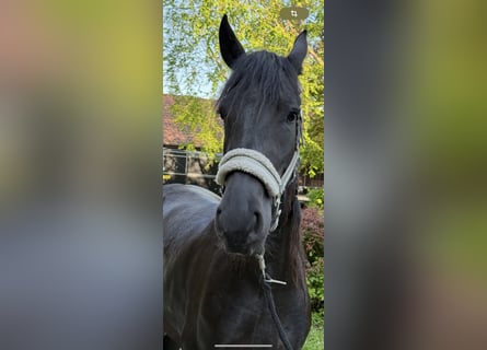 Fries paard, Merrie, 4 Jaar, 165 cm, Zwart