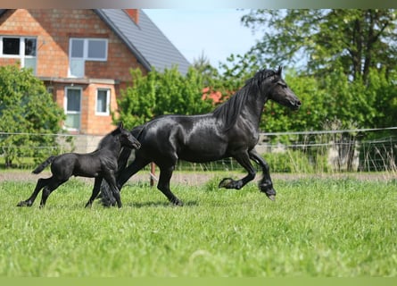 Fries paard, Merrie, 4 Jaar, 167 cm, Zwart