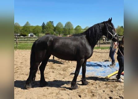Fries paard Mix, Merrie, 5 Jaar, 150 cm, Zwart