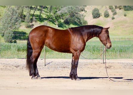 Fries paard, Merrie, 5 Jaar, 152 cm, Roodbruin