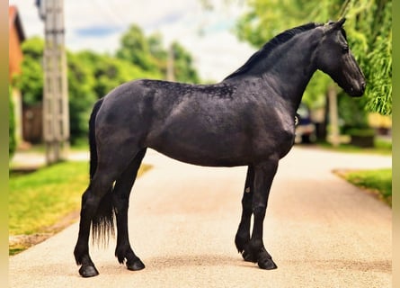 Fries paard Mix, Merrie, 5 Jaar, 155 cm, Zwart