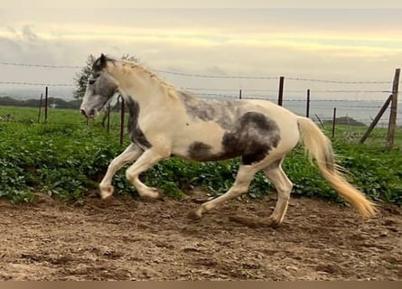 Fries paard Mix, Merrie, 5 Jaar, 158 cm, Gevlekt-paard