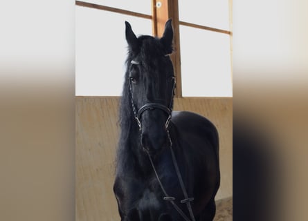 Fries paard, Merrie, 5 Jaar, 162 cm, Zwart