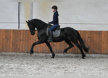 Fries paard, Merrie, 5 Jaar, 164 cm, Zwart