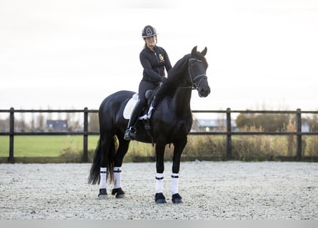 Fries paard, Merrie, 5 Jaar, 165 cm