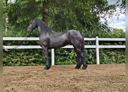 Fries paard, Merrie, 5 Jaar, 165 cm, Zwart