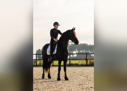 Fries paard, Merrie, 5 Jaar, 166 cm, Zwart