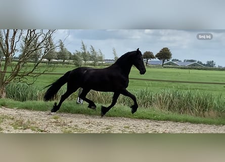 Fries paard, Merrie, 5 Jaar, 166 cm, Zwart