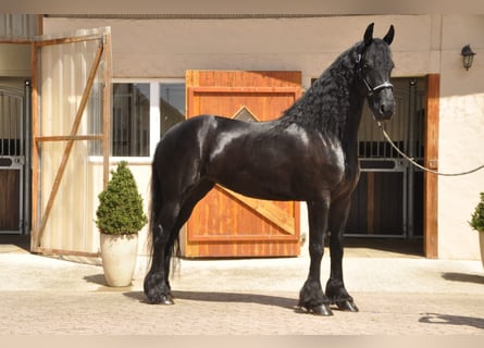 Fries paard, Merrie, 5 Jaar, 170 cm, Zwart