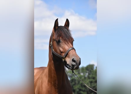 Fries paard Mix, Merrie, 6 Jaar, 152 cm, Bruin