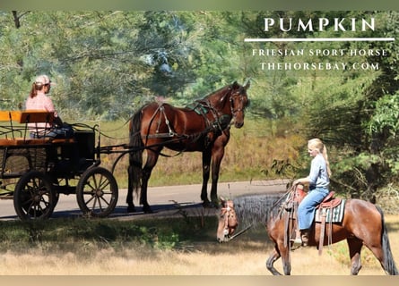 Fries paard, Merrie, 6 Jaar, 152 cm, Roodbruin