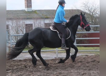 Fries paard, Merrie, 6 Jaar, 158 cm, Zwart