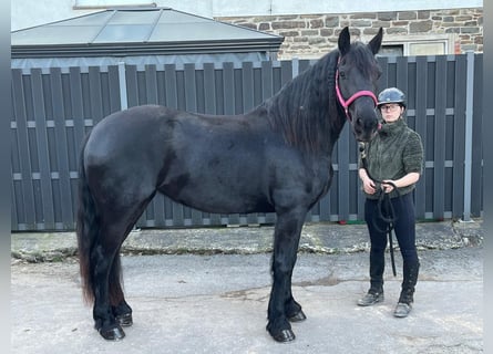 Fries paard Mix, Merrie, 6 Jaar, 159 cm, Zwart