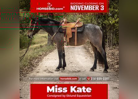 Fries paard Mix, Merrie, 6 Jaar, 160 cm, Roan-Bay