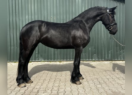 Fries paard, Merrie, 6 Jaar, 164 cm, Zwart
