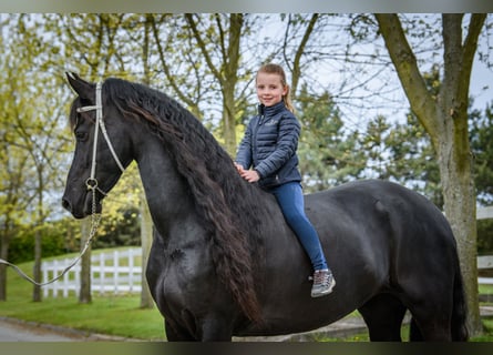 Fries paard, Merrie, 6 Jaar, 173 cm, Zwart