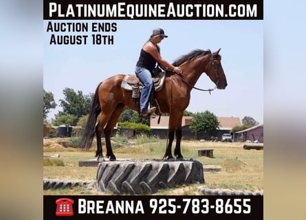 Fries paard, Merrie, 6 Jaar, Roodbruin