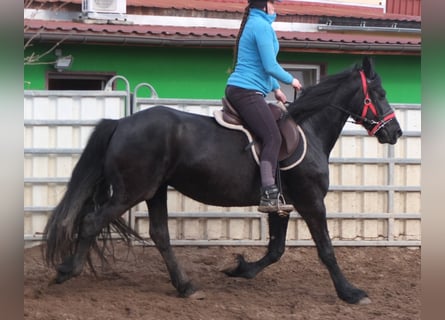 Fries paard, Merrie, 7 Jaar, 158 cm, Zwart