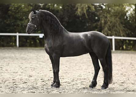 Fries paard, Merrie, 7 Jaar, 162 cm, Zwart