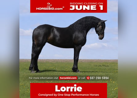Fries paard, Merrie, 7 Jaar, 163 cm, Zwart