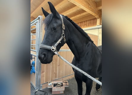 Fries paard, Merrie, 7 Jaar, 164 cm, Zwart