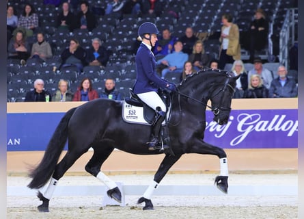 Fries paard, Merrie, 7 Jaar, 165 cm, Zwart