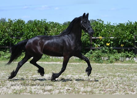 Fries paard, Merrie, 7 Jaar, 165 cm, Zwart