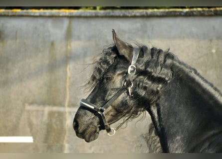 Fries paard, Merrie, 7 Jaar, 167 cm