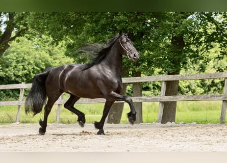 Fries paard, Merrie, 7 Jaar, 167 cm, Zwart