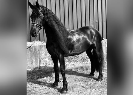 Fries paard, Merrie, 7 Jaar, 169 cm, Zwart