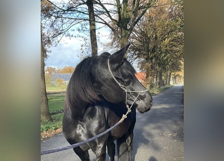 Fries paard Mix, Merrie, 8 Jaar, 157 cm, Zwart