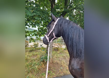 Fries paard, Merrie, 8 Jaar, 162 cm