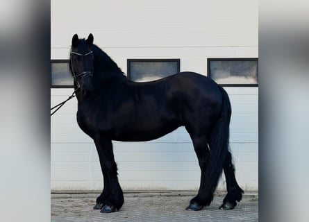 Fries paard, Merrie, 8 Jaar, 162 cm, Zwart