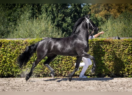 Fries paard, Merrie, 8 Jaar, 162 cm, Zwart