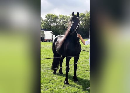 Fries paard, Merrie, 8 Jaar, 164 cm, Zwart
