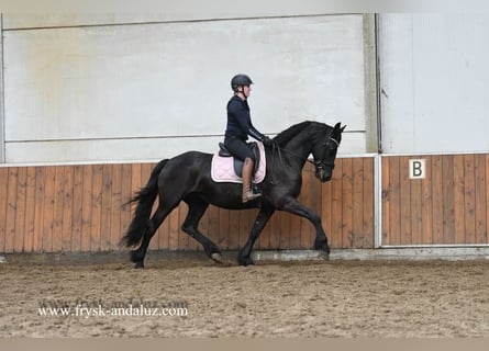 Fries paard, Merrie, 8 Jaar, 165 cm, Zwart