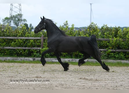 Fries paard, Merrie, 8 Jaar, 167 cm, Zwart