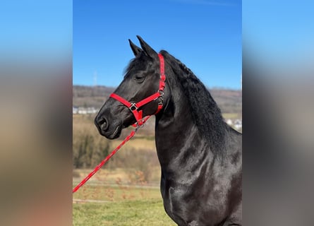 Fries paard, Merrie, 9 Jaar, 158 cm, Zwart