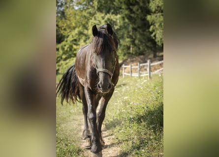 Fries paard, Merrie, 9 Jaar, 160 cm, Zwart
