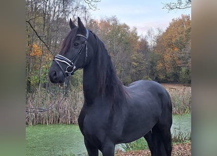 Fries paard, Merrie, 9 Jaar, 165 cm, Zwart