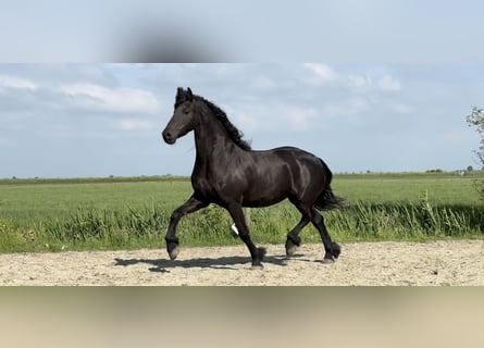 Fries paard, Merrie, 9 Jaar, 165 cm, Zwart