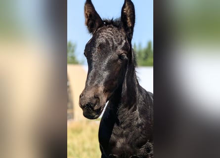 Fries paard Mix, Merrie, Veulen (08/2025), 155 cm, Zwart