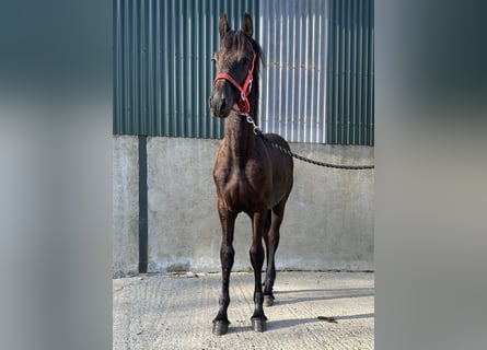 Fries paard, Merrie, veulen (02/2023), 163 cm, Zwart