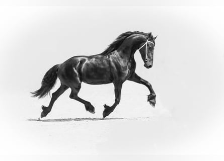Fries paard, Merrie, veulen (04/2023), 165 cm, Zwart