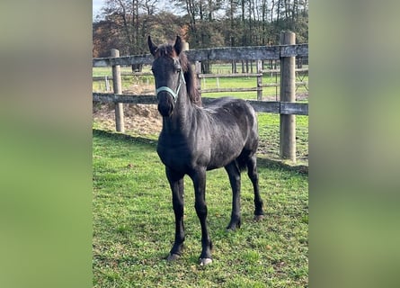 Fries paard, Merrie, Veulen (05/2025)