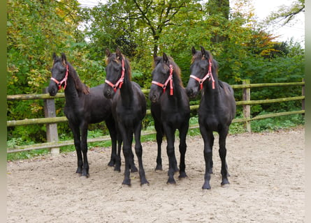 Fries paard, Merrie, veulen (04/2024)