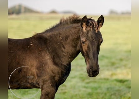 Fries paard, Merrie, veulen (04/2023), Zwart