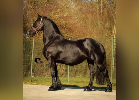 Fries paard, Onbekend, 9 Jaar, 170 cm, Zwart