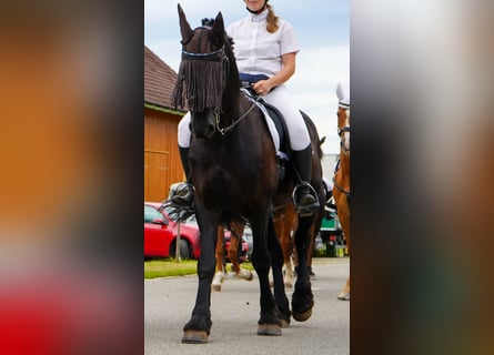 Fries paard, Ruin, 11 Jaar, 162 cm, Zwart